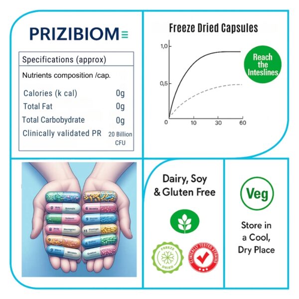 Prizibiome - 40 Billion CFU | 9-Strain Freeze-Dried Probiotic + Prebiotic Capsules – Gut, Immunity & Metabolic Health Support - Image 4