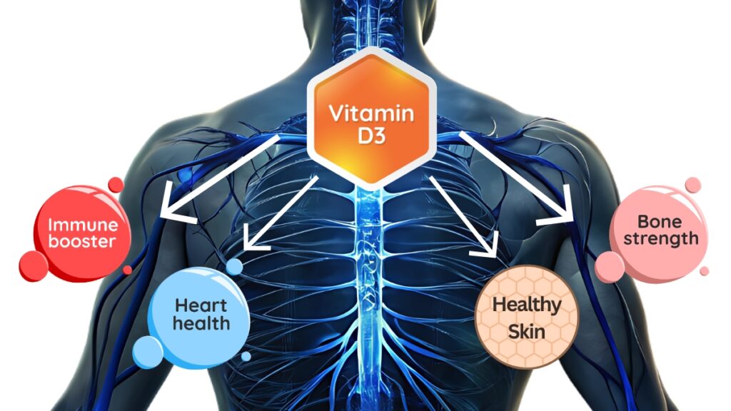 Vitamin D₃: Why Daily Dosing — and Liposomal Delivery — Often Beats the Bolus