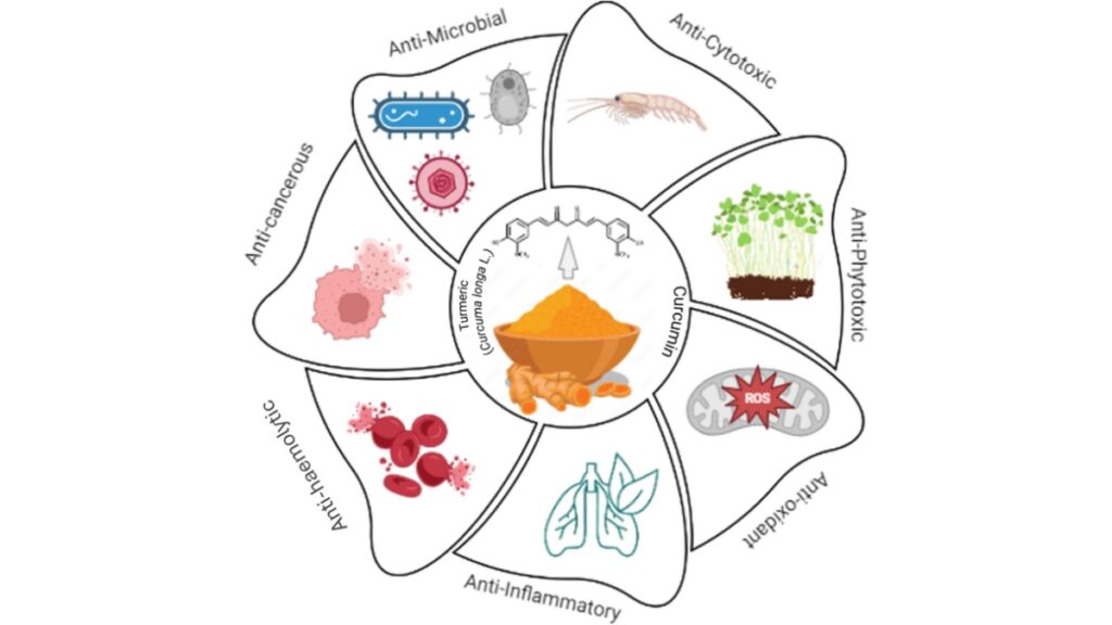 From Curcumin to Curcumin‑Nano: Unlocking Advanced Anti‑Inflammatory Benefits