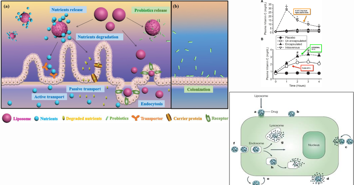 Liposomal vs Regular Nutraceutical Absorption