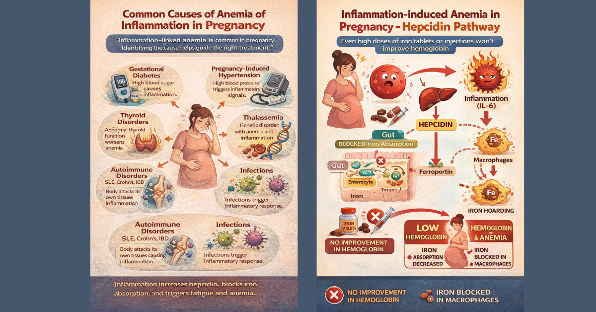 Liposomal Lactoferrin: The Next Generation of Immune, Iron and Anti-Inflammatory Support 2 Pregnanacy